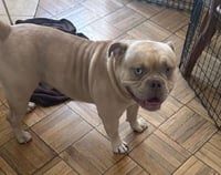 SIMBA - Photo 3