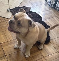 SIMBA - Photo 2