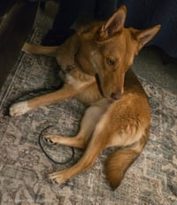 Midge - Photo 3