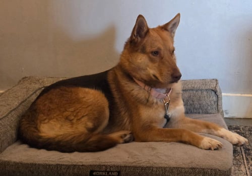 MIDGE - German Shepherd Dog available for adoption