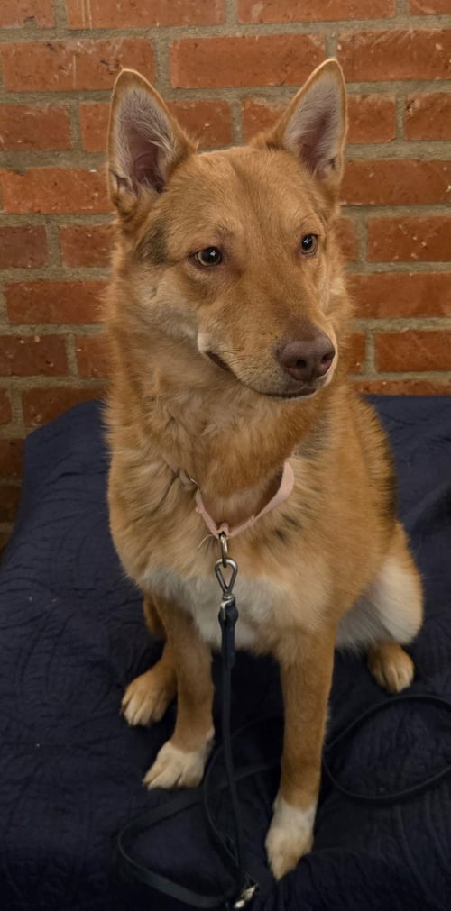 MIDGE - German Shepherd Dog available for adoption