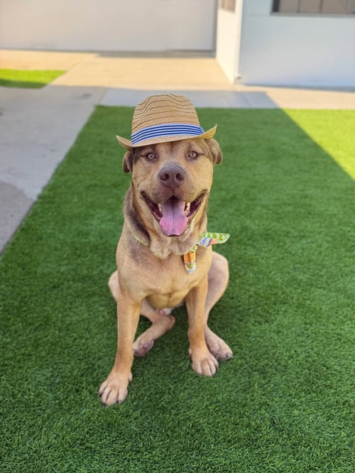PANCHO - German Shepherd Dog available for adoption