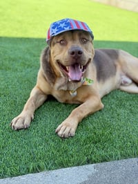 Pancho - Photo 4