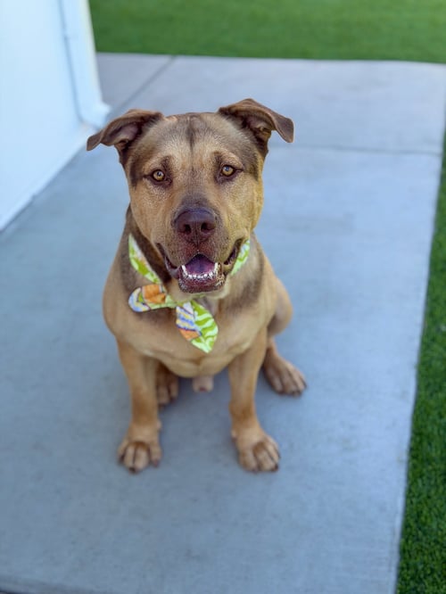 PANCHO - German Shepherd Dog available for adoption