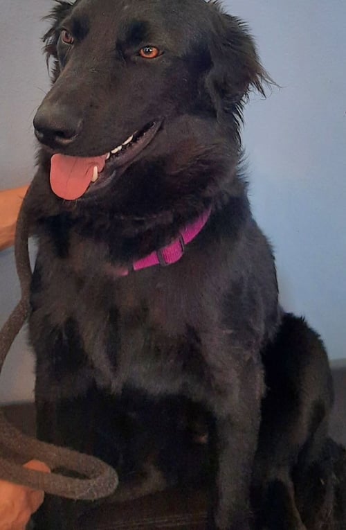 AERO - Labrador Retriever available for adoption