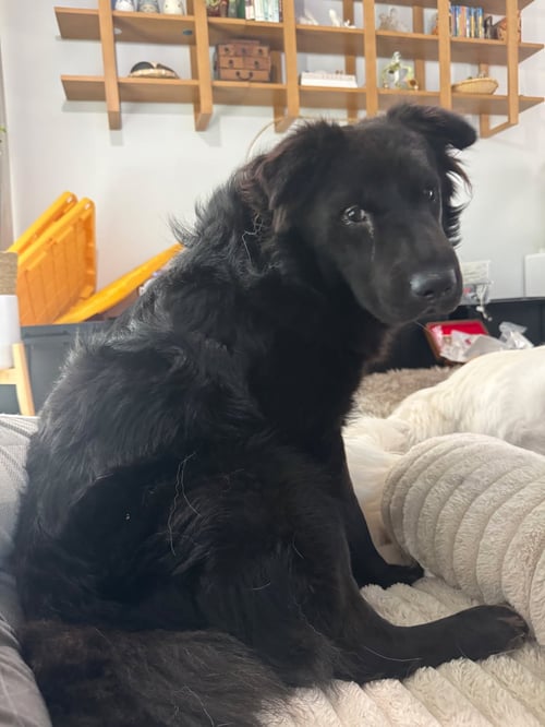 AERO - Labrador Retriever available for adoption
