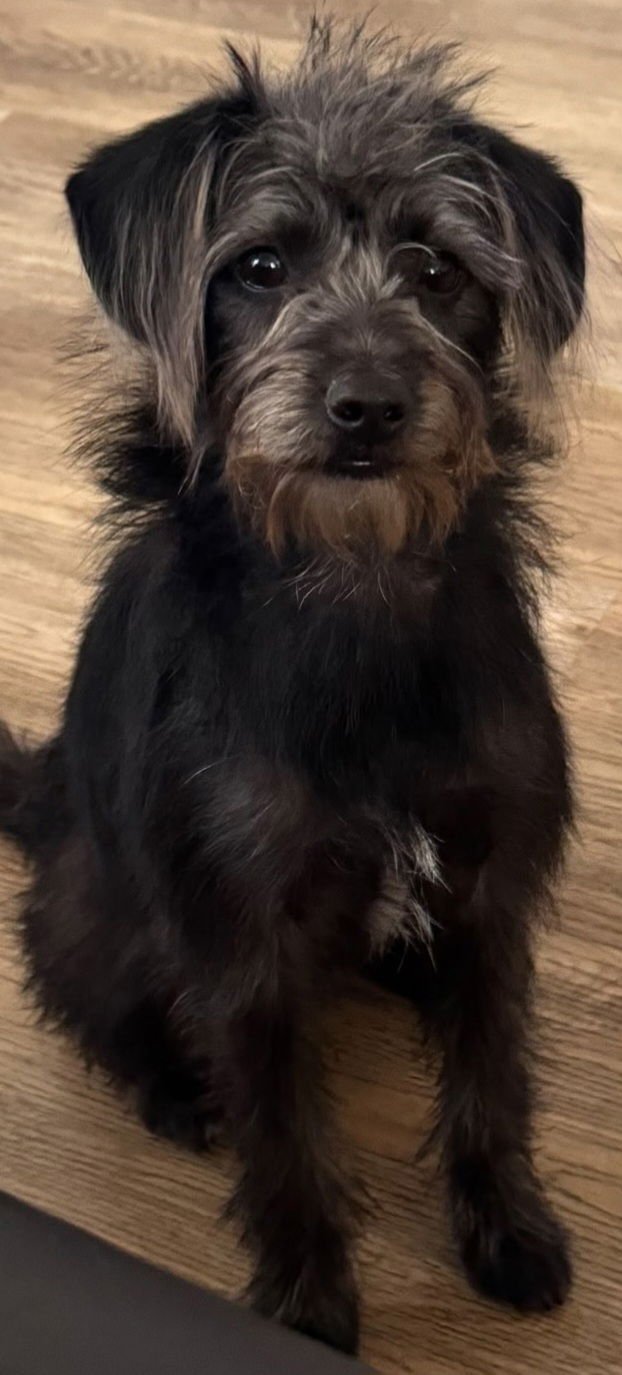 DUKE - Terrier available for adoption