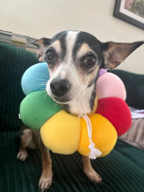 *KIKAKEE CAMP - Chihuahua available for adoption
