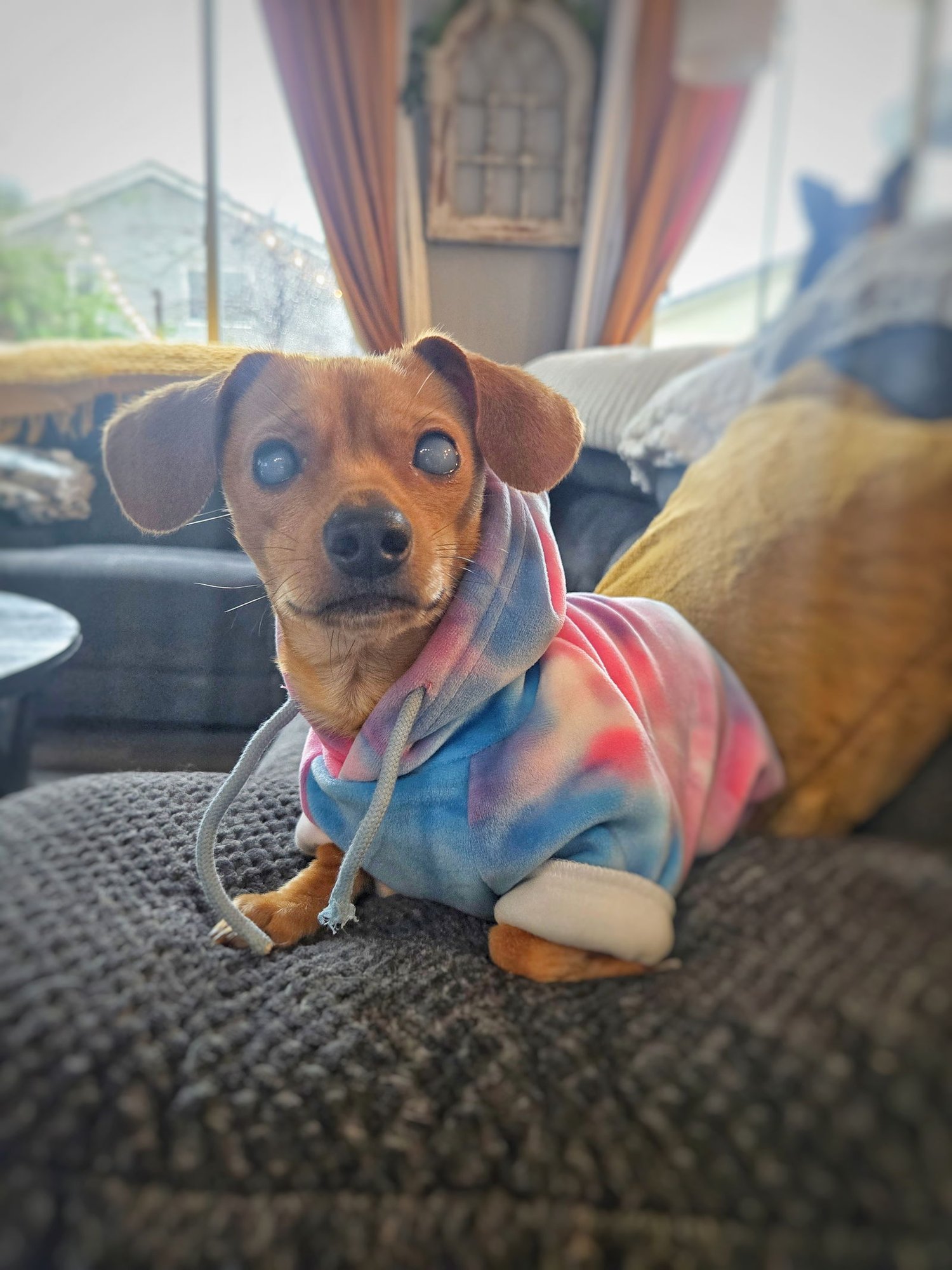*HARPY CRYPTID -- BLIND - Chihuahua / Dachshund available for adoption