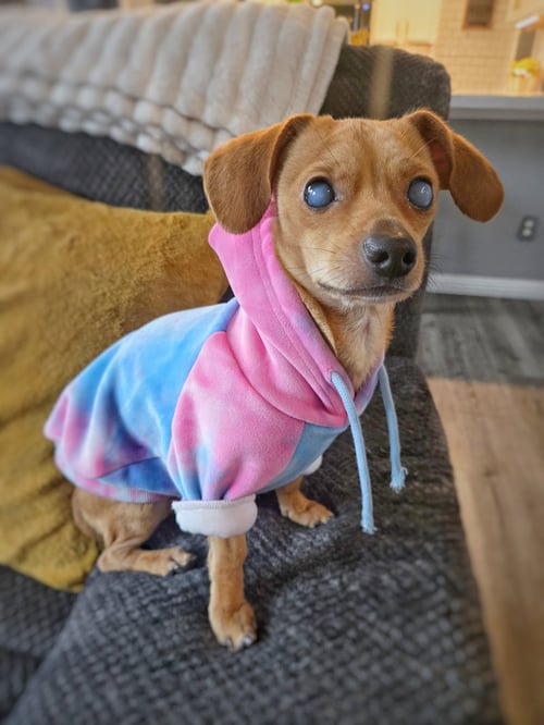 *HARPY CRYPTID -- BLIND - Chihuahua / Dachshund for adoption in Concord