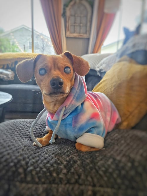 *HARPY CRYPTID -- BLIND - Chihuahua / Dachshund available for adoption