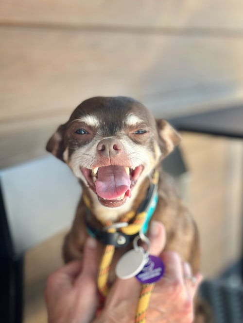 *COLGATE TOOTHPASTE - Chihuahua for adoption in Concord
