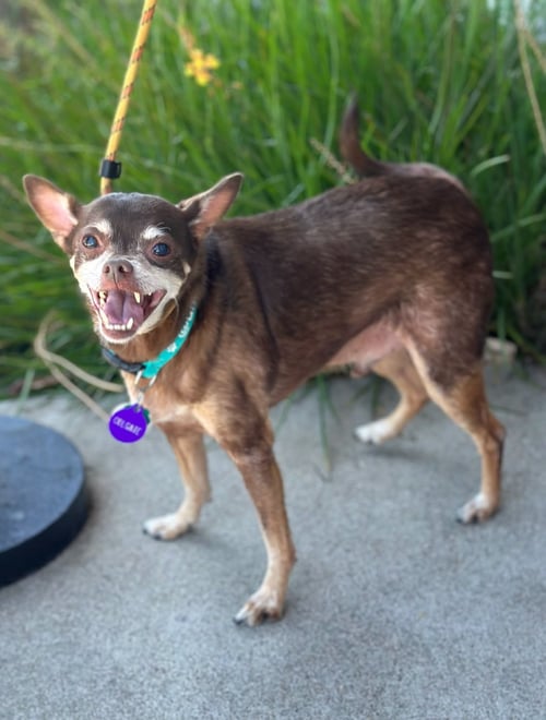 *COLGATE TOOTHPASTE - Chihuahua available for adoption