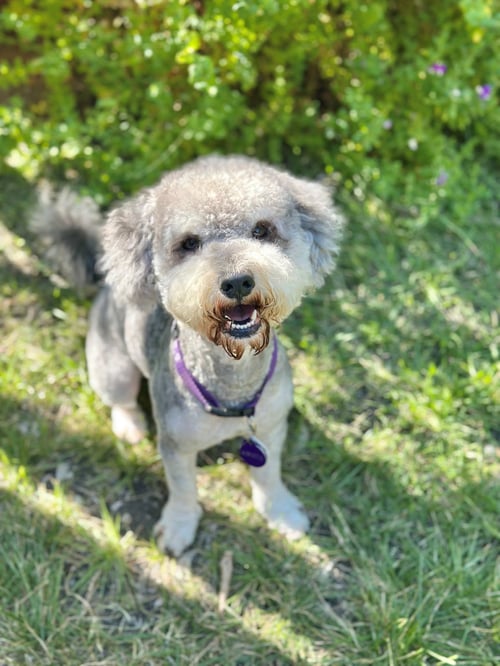 *LITTLE WOLF CAMP - Poodle (unknown type) / Schnauzer available for adoption