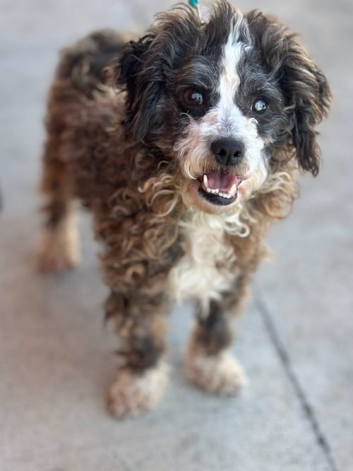 *PANDA PIG BEAST - Poodle (Toy) for adoption in Concord