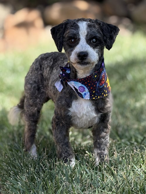 *PANDA PIG BEAST - Poodle (Toy) available for adoption