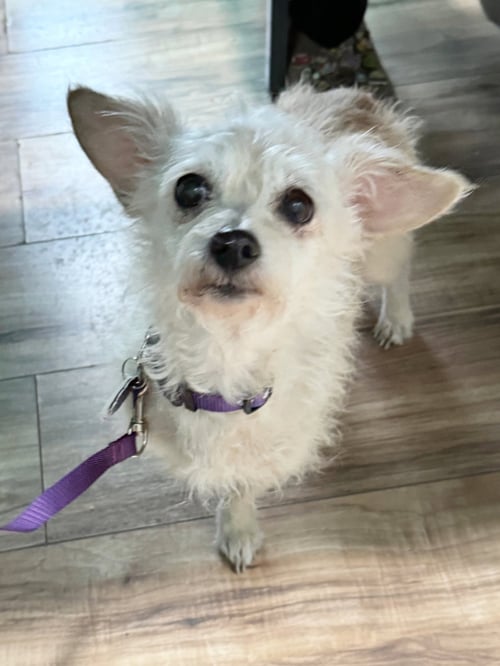 *PERIDOT GREEN - Poodle (Miniature) / Dachshund available for adoption