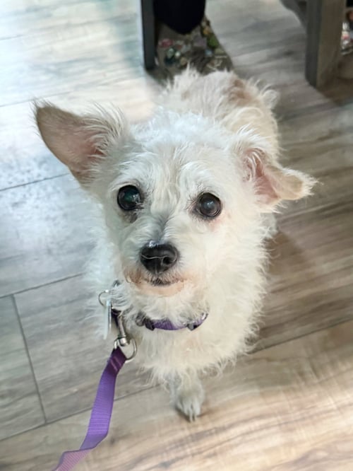 *PERIDOT GREEN - Poodle (Miniature) / Dachshund for adoption in Concord