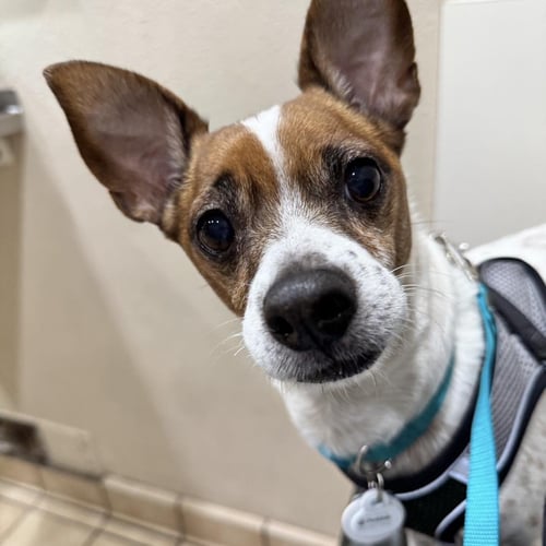 *JOST VAN DYKE VACATION - Jack Russell Terrier / Dachshund for adoption in Roseville