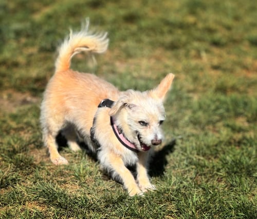 *AXL ROSE DIVA -- HEART MEDS - Havanese / Terrier available for adoption
