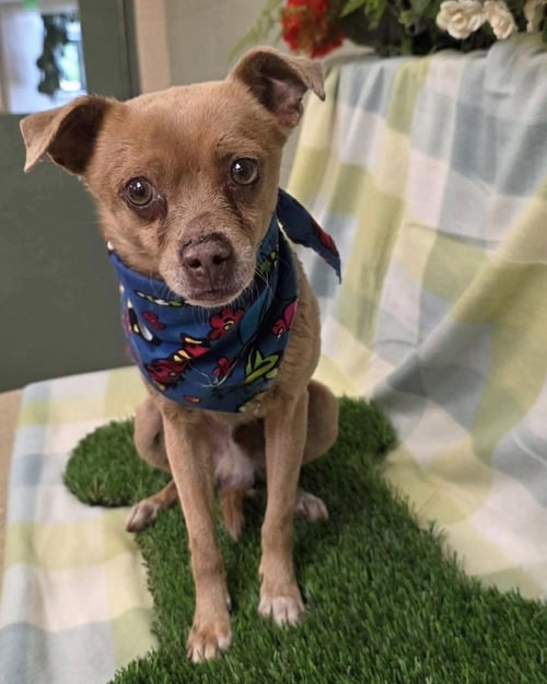 *NELSON TOOTHPASTE - Chihuahua / Pug for adoption in Concord