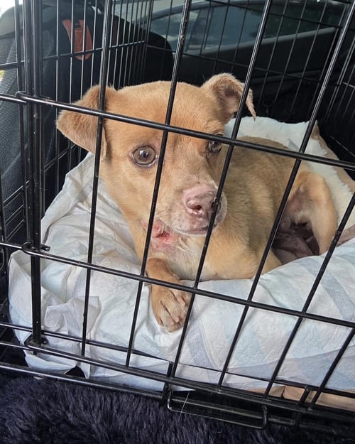 *NELSON TOOTHPASTE - Chihuahua / Pug available for adoption