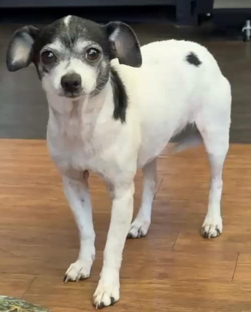 *MIA MARVIS TOOTHPASTE - Chihuahua / Dachshund available for adoption