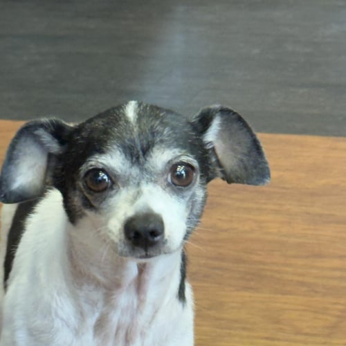 *MIA MARVIS TOOTHPASTE - Chihuahua / Dachshund available for adoption
