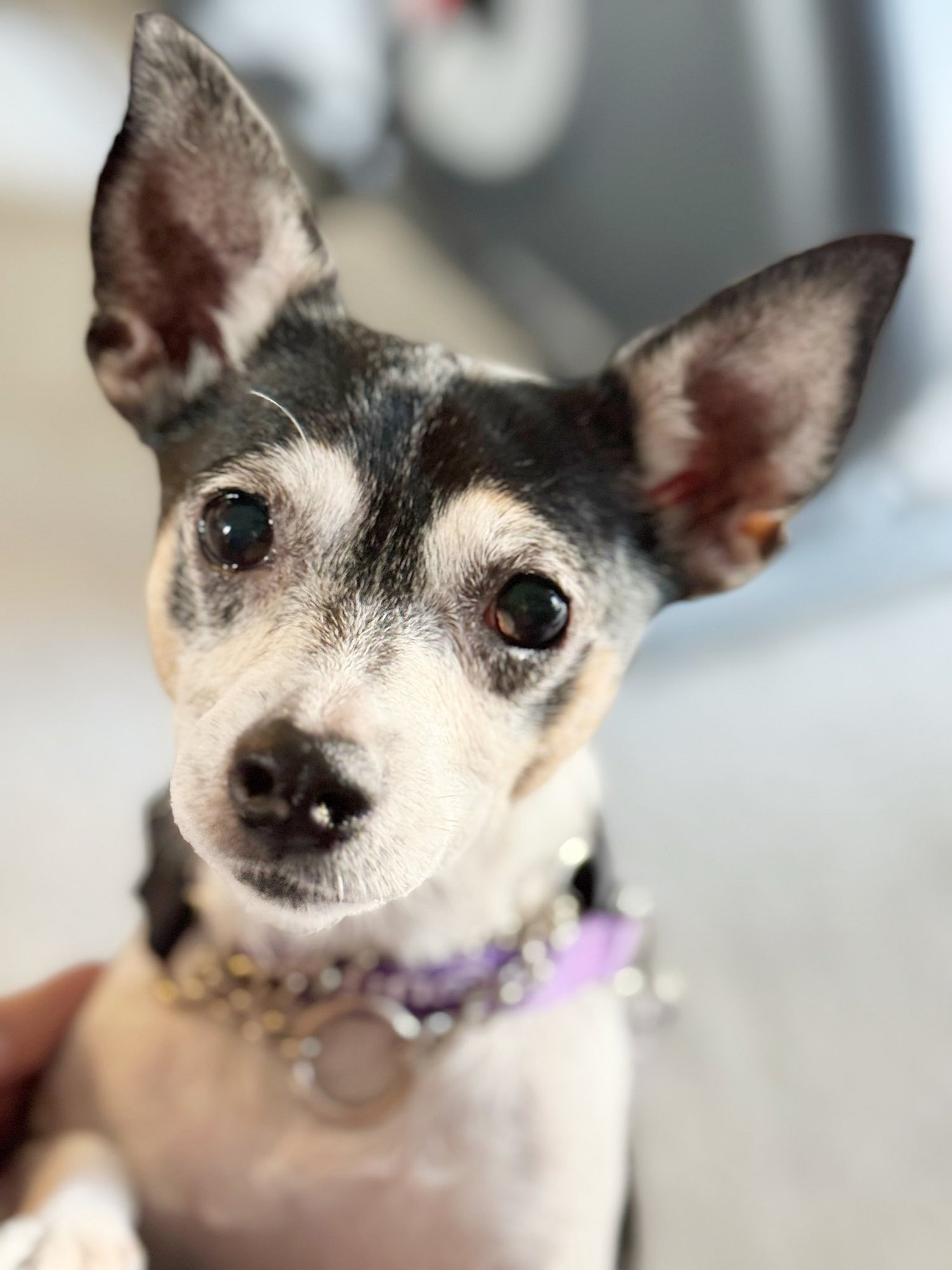 NULA EGYPT - Chihuahua available for adoption