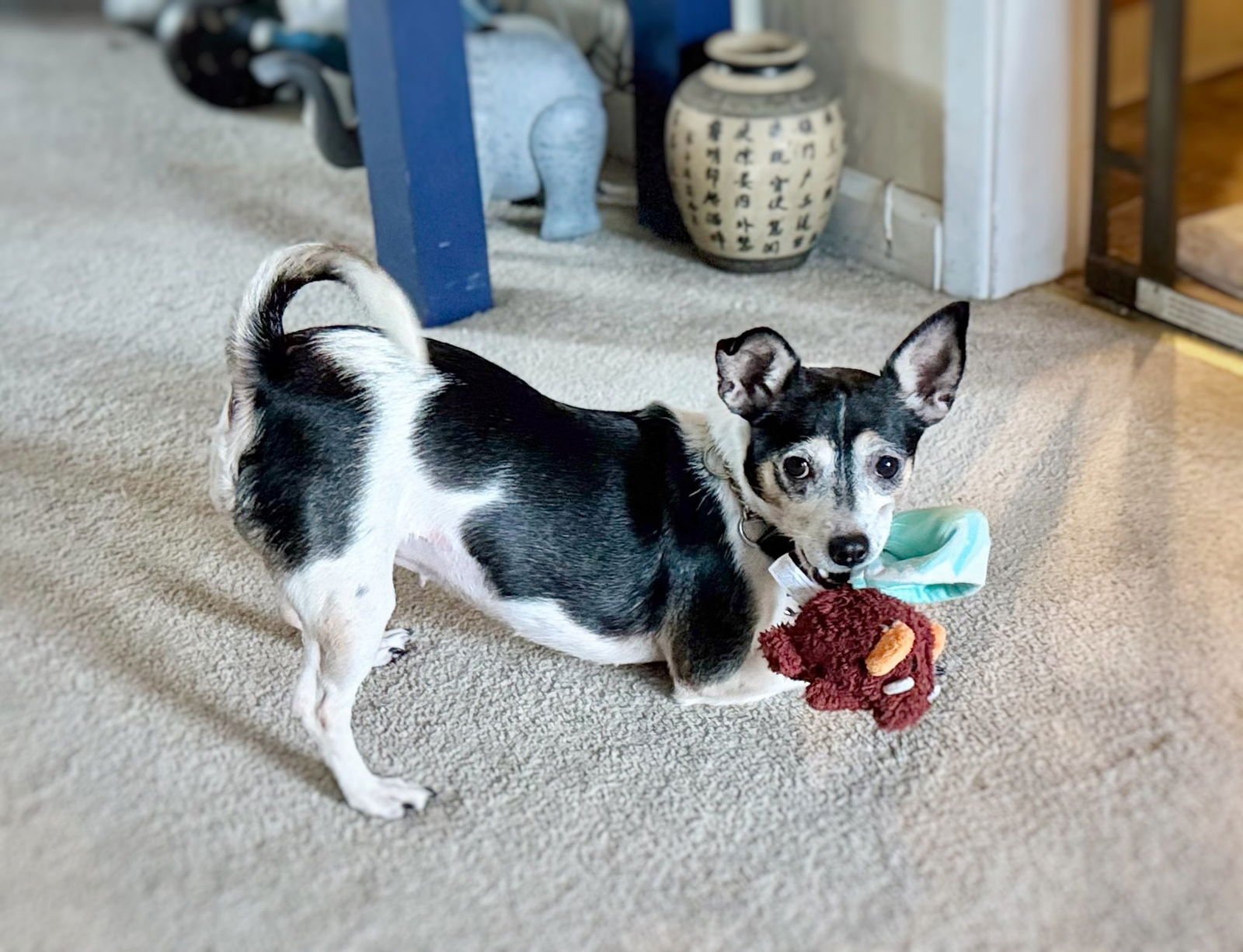 NULA EGYPT - Chihuahua available for adoption