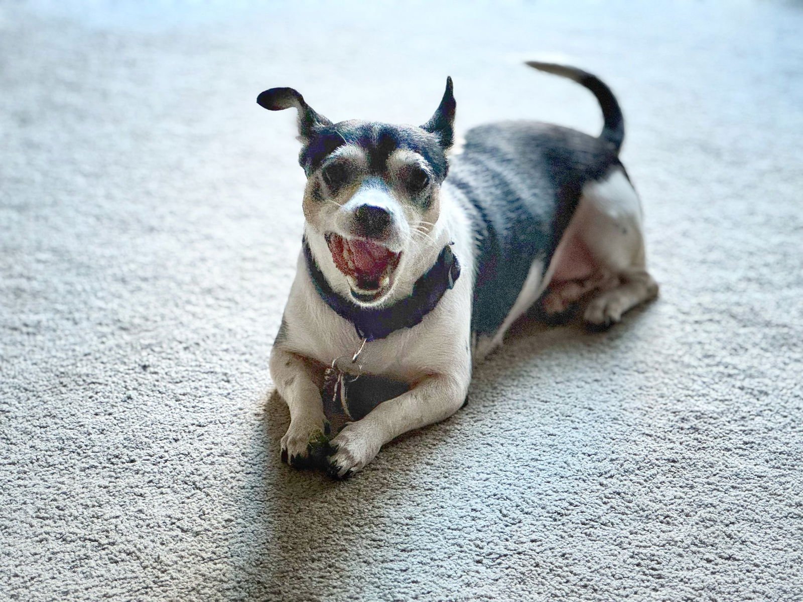 Nula Egypt - Photo 4