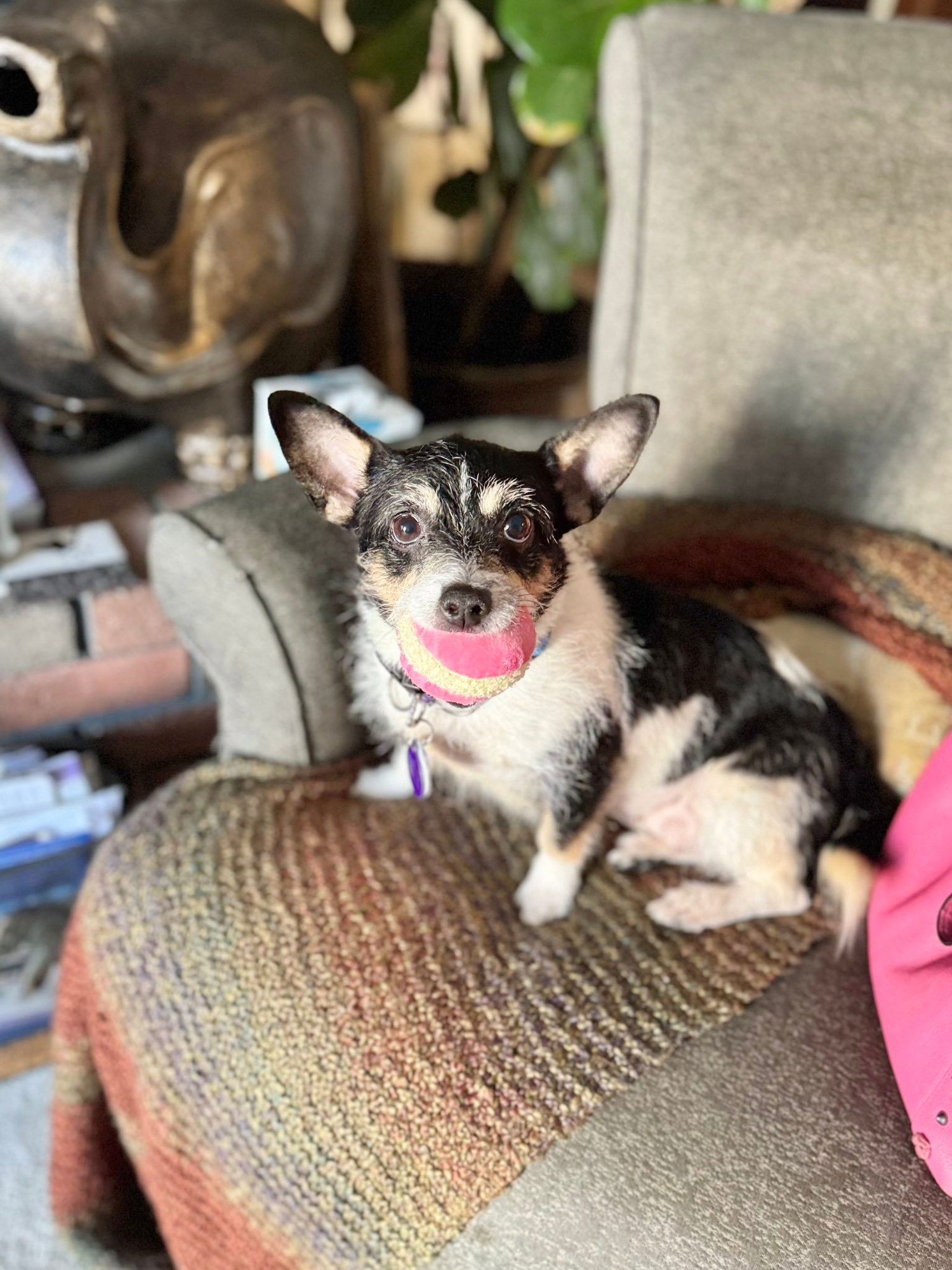 NILE EGYPT - Chihuahua available for adoption