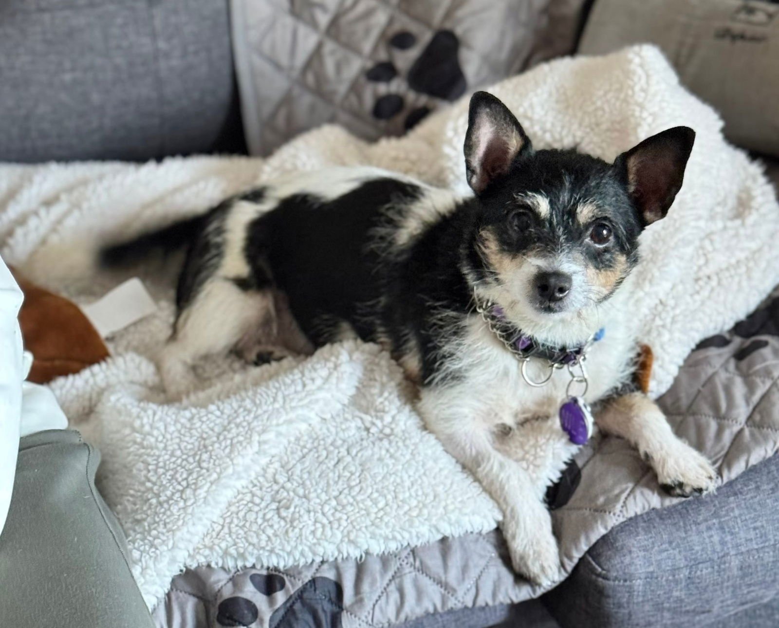 NILE EGYPT - Chihuahua available for adoption