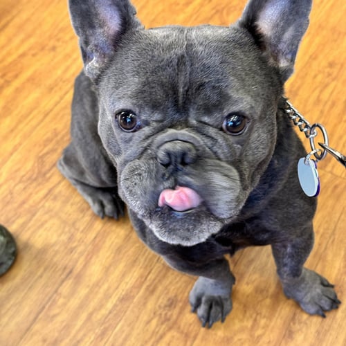 *INCHWORM GREEN - French Bulldog available for adoption