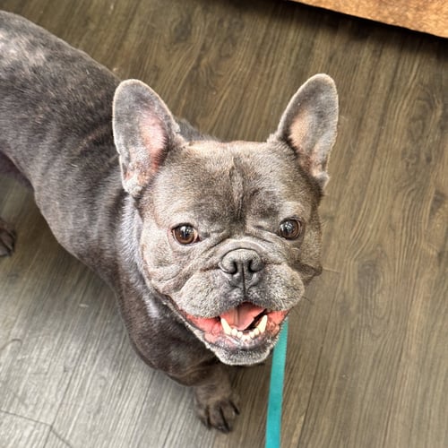 *INCHWORM GREEN - French Bulldog for adoption in Roseville