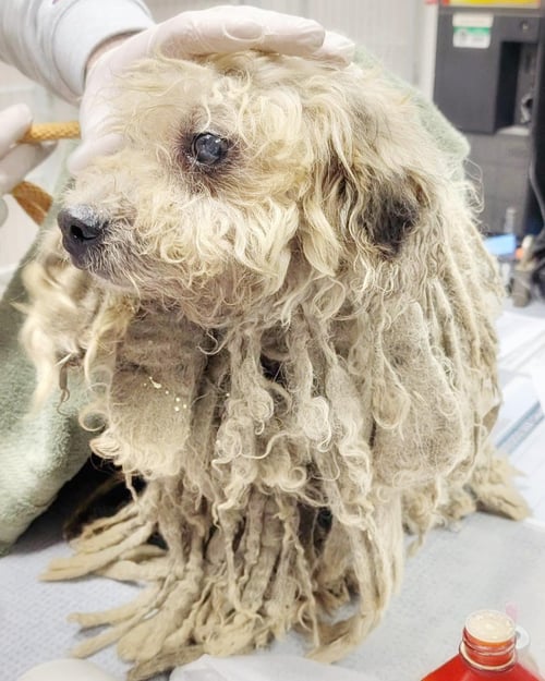 *THEODENT TOOTHPASTE - Poodle (Miniature) / Bichon Frise for adoption in Concord