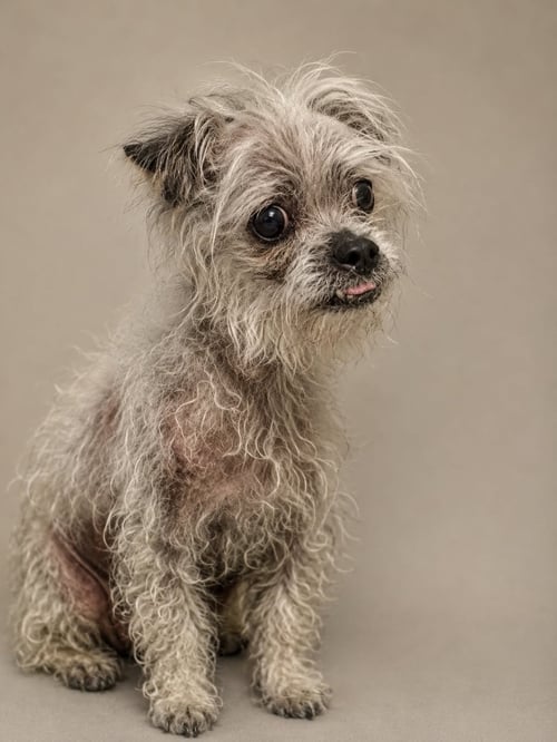 *MOONCALF BEAST -- DIABETES - Maltese / Yorkshire Terrier Yorkie available for adoption