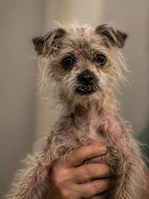 *MOONCALF BEAST -- DIABETES - Maltese / Yorkshire Terrier Yorkie for adoption in Concord