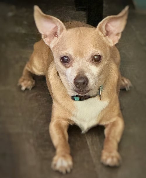 *EMERALD GREEN - Chihuahua for adoption in Concord