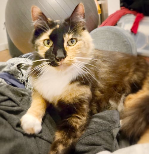 ST LUCIA - Domestic Long Hair / Domestic Medium Hair available for adoption