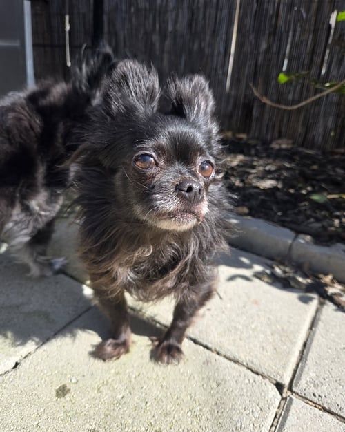 *HAVANA VACATION -- SPICY - Chihuahua available for adoption