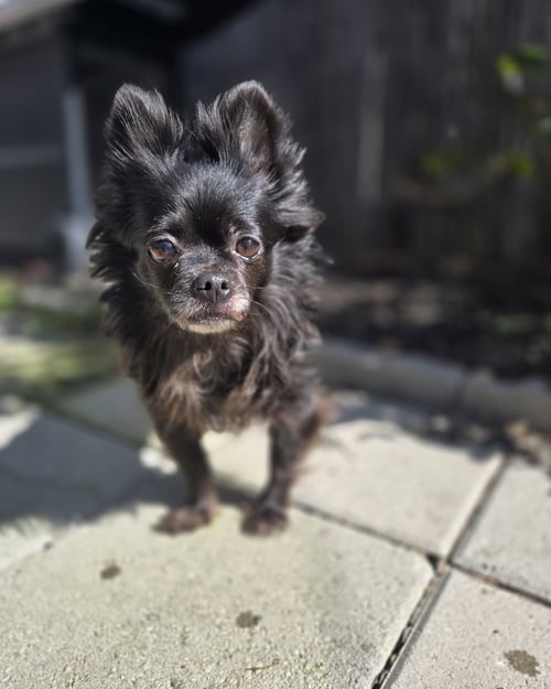 *HAVANA VACATION -- SPICY - Chihuahua for adoption in Roseville