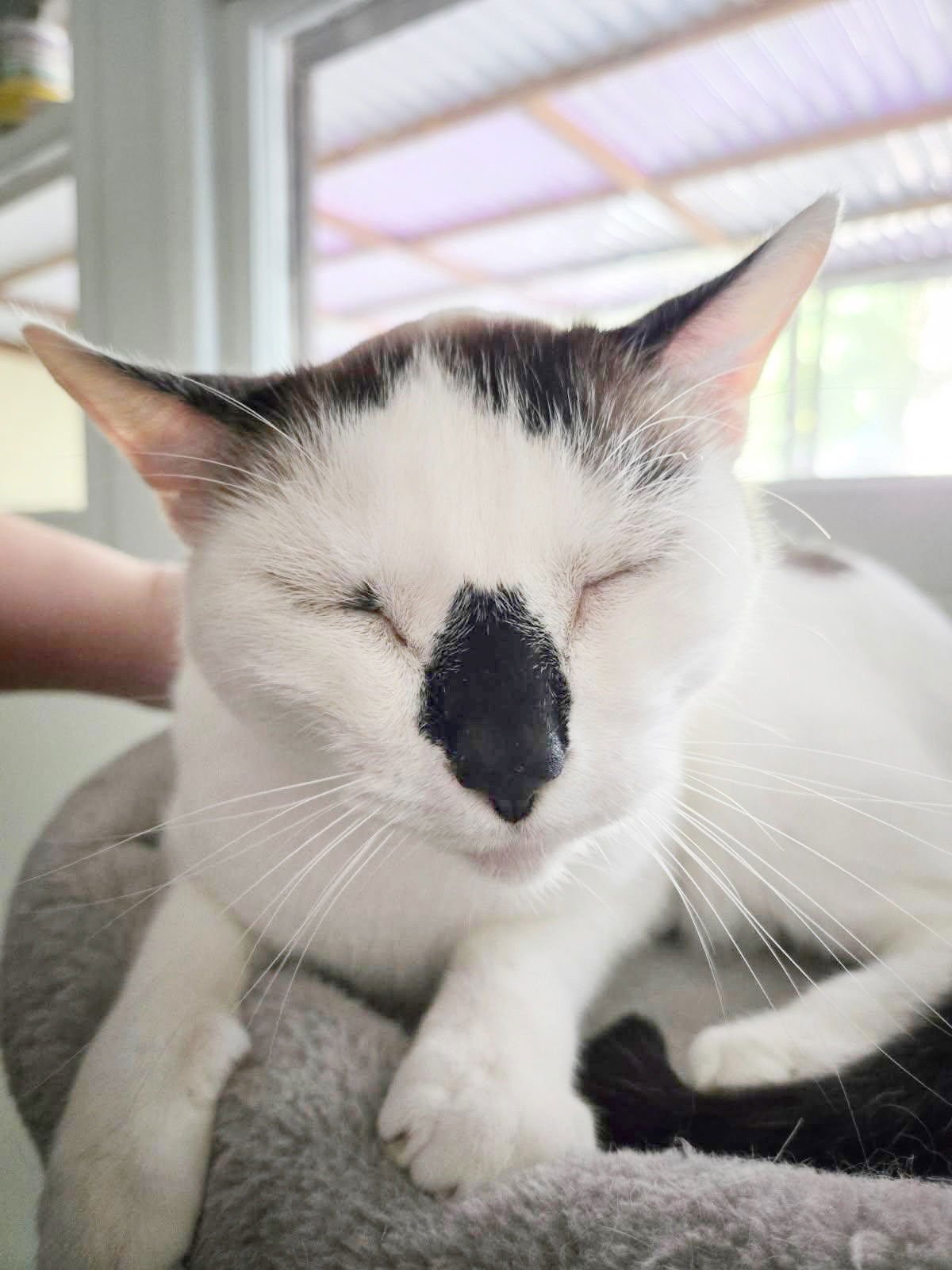 KA OSIRIS EGYPT - Siamese available for adoption