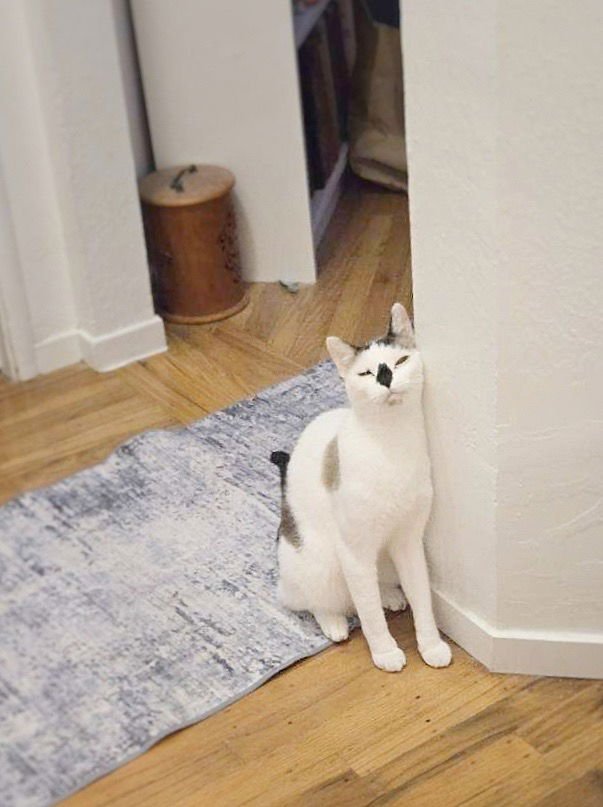 KA OSIRIS EGYPT - Siamese available for adoption