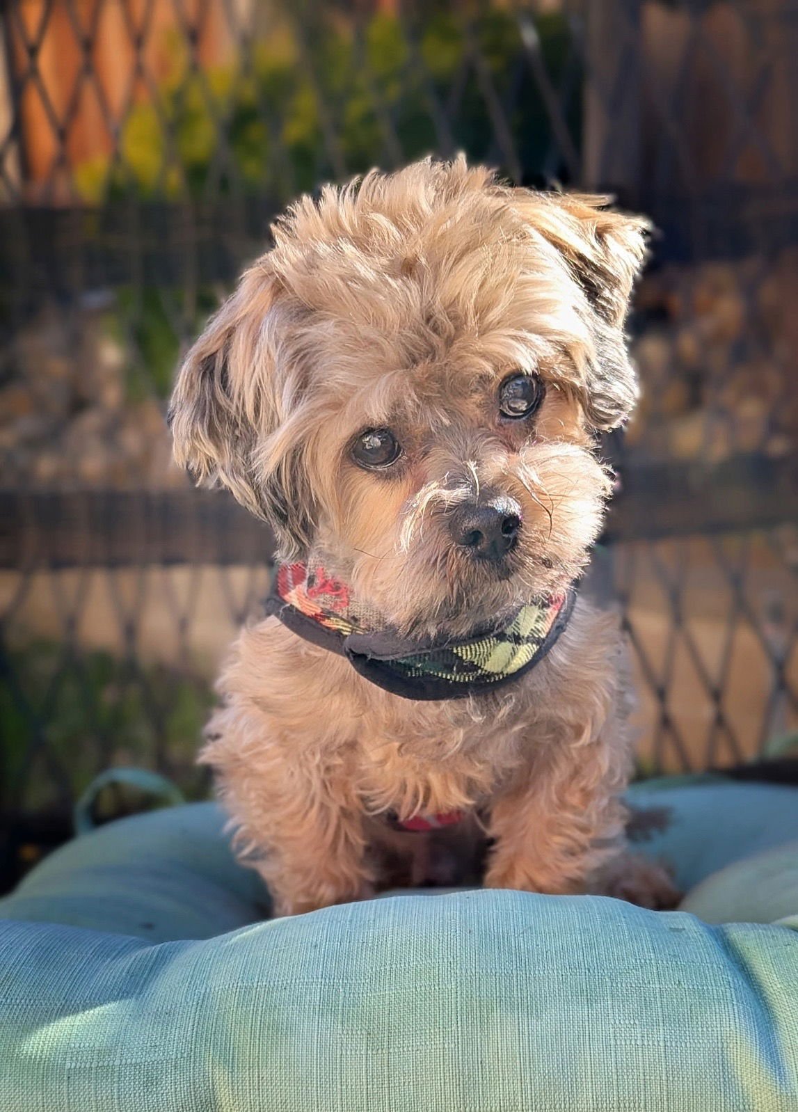 *SASQUATCH CRYPTID - Yorkshire Terrier Yorkie / Maltese available for adoption