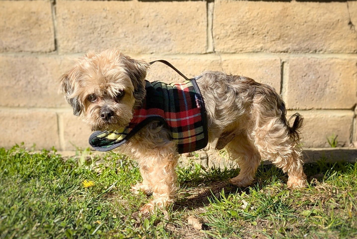 *Sasquatch Cryptid - Photo 3