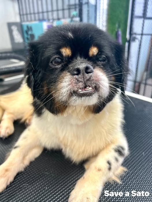 TINO - Shih Tzu / Pekingese available for adoption