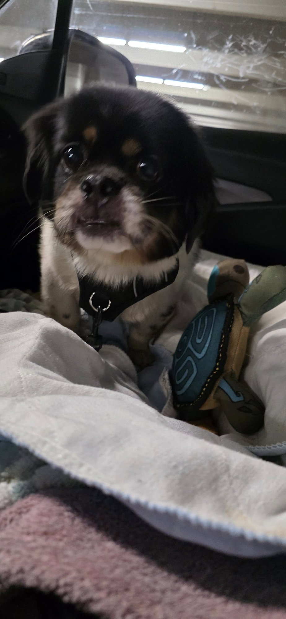 TINO - Shih Tzu / Pekingese available for adoption