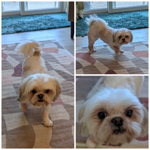 MICHELLE - Shih Tzu available for adoption