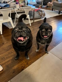 Chloe and Wilma - Photo 1
